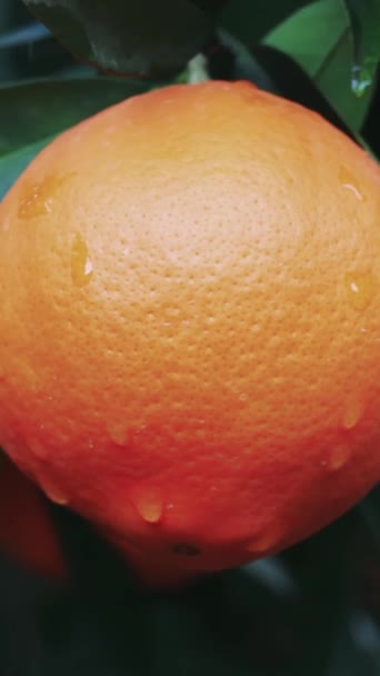特写维生素丰富的桔子在树上 非常适合健康饮食 显示维生素 橙色作为一种天然的健康选择 理想的促进维生素 橙色在饮食中的好处 高质量的4K镜头 — 图库视频影像