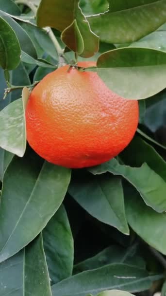 Gros Plan Orange Mûr Recouvert Gouttes Rosée Accroché Une Branche — Video