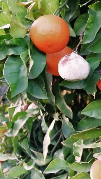 Çürüyen Portakal Ağacı Ekinlerdeki Küf Istilasının Tarımsal Sorununu Resmediyor Portakallar — Stok video