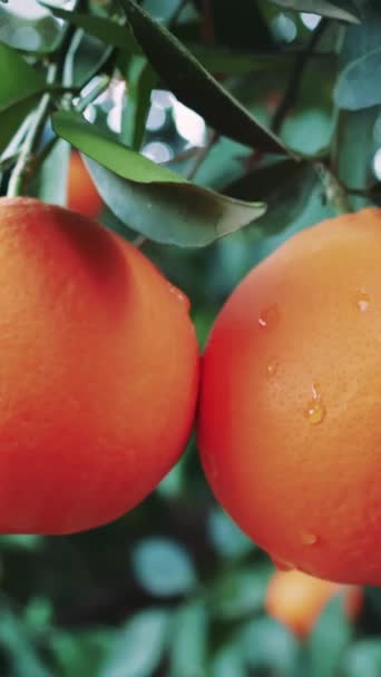 有機農産物を象徴する木の上に2つのオレンジを閉じます 有機農園の新鮮さを紹介するのに最適です 有機農場を象徴し 自然の果実で健康的な食事をしています 高品質の4K映像 — ストック動画