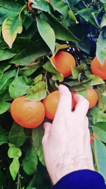 Hand Pakt Een Rijpe Sinaasappel Close Ontdek Het Proces Van — Stockvideo