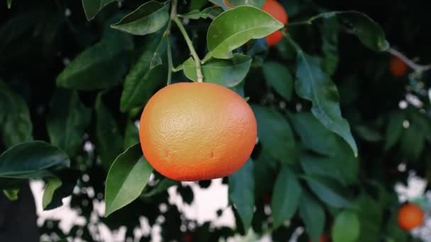 클로즈업에 오렌지를 수확합니다 오렌지를 선택으로 세심한 과정을 유기농 재배의 예술을 — 비디오