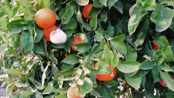 オレンジ色の木を見つけることは 作物への金型の感染の農業的課題を描いています 農業生産性への影響を強調し オレンジに対する金型の成長の結果を探る — ストック動画
