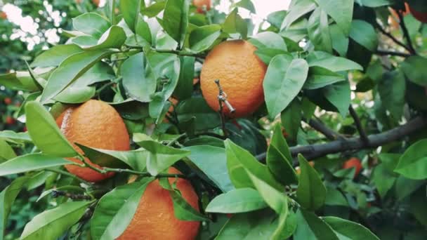Bouquet Oranges Mûres Sur Arbre Mettant Évidence Orange Ingrédient Dans — Video