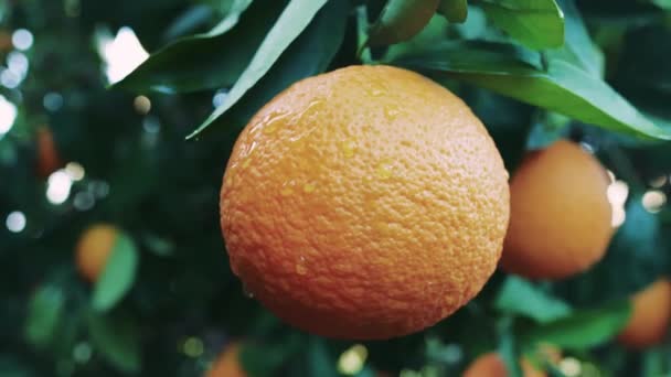 Närbild Apelsin Skörd Plantage Inställning Idealisk För Att Belysa Skörd — Stockvideo