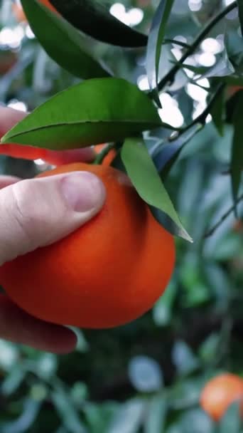 Yakından Bakınca Erkekler Olgun Portakalı Ağaçtan Elleriyle Toplarlar Sağlıklı Beslenme — Stok video