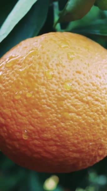 설정에서 오렌지의 클로즈업 산업의 농장을 강조하는 이상적입니다 감귤류 제품을위한 근원을 — 비디오