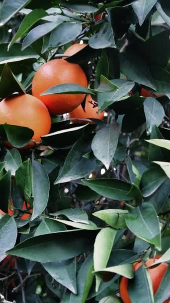 Oranges Juteuses Sur Les Branches Quintessence Fraîcheur Nourriture Dans Nature — Video