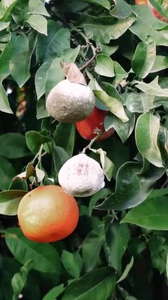 Ungesundes Essen Orange Mit Schimmel Baum Entdecken Sie Die Risiken — Stockvideo