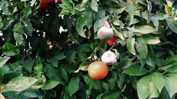 Sağlıksız Yiyecekler Portakallı Ağaçta Küflü Küflü Meyve Tüketimiyle Ilgili Riskleri — Stok video