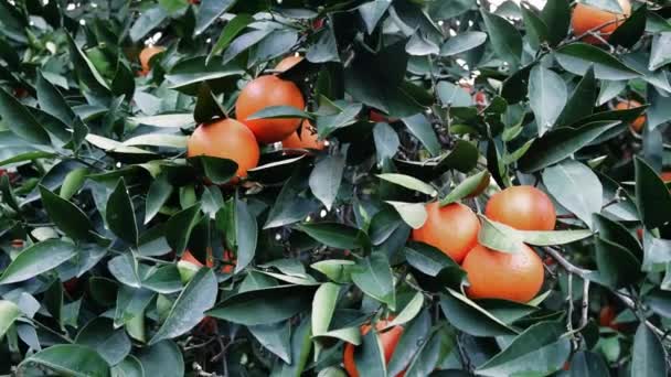Naranjas Jugosas Las Ramas Epítome Fresco Comida Naturaleza Exuberante Huerto — Vídeo de stock