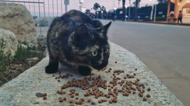 Βίντεο Άστεγους Οικόσιτους Γάτες Τρώνε Φαγητό Στο Δρόμο Σκηνή Συλλαμβάνει — Αρχείο Βίντεο