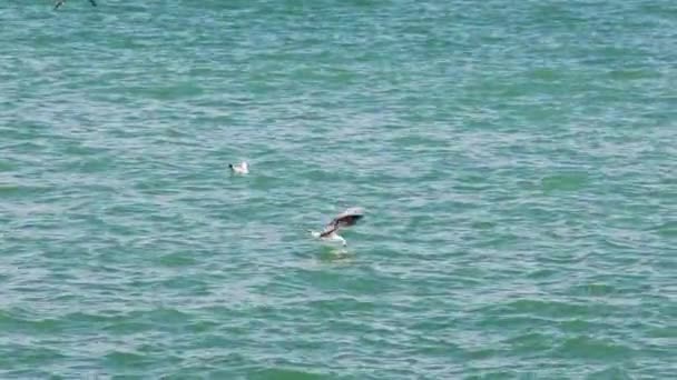 Seagull은 바다에 착륙하여 자연스러운 행동을 보여줍니다 푸티지는 환경과의 작용을 캡처합니다 — 비디오
