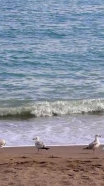 Martılar, kumlu sahilde duruyorlar, dalgaları aşıyorlar. Çoklu martı, ayakta duruyor, deniz kenarında toplanıyor. Martı, ayakta, okyanusu gözlemle, sakin bir sahne. Yüksek kalite 4k görüntü