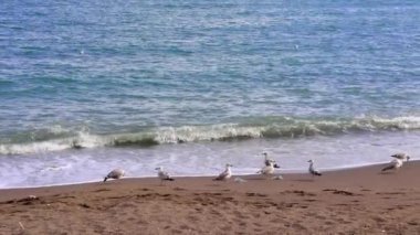 Martılar, kumlu sahilde duruyorlar, dalgaları aşıyorlar. Çoklu martı, ayakta duruyor, deniz kenarında toplanıyor. Martı, ayakta, okyanusu gözlemle, sakin bir sahne. Yüksek kalite 4k görüntü