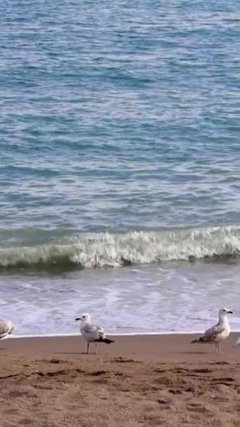 해변에 Seagulls 파도를 갈매기 바다로 Seagull 바다를 진정한 고품질 — 비디오