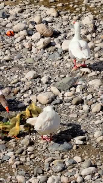 Sarı Ördek Yavrularının Yürümeyi Yemeyi Öğrenme Görüntüleri Video Büyümeyi Resmeden — Stok video