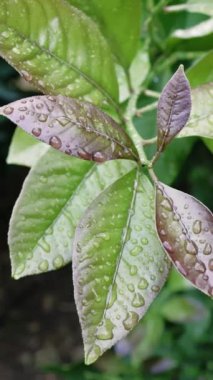 Genç yeşil yaprağın yakın çekimi, portakal ağacında yeni bir büyüme, yağmur damlalarıyla parlayan. Canlı yeşil bir yaprak, yağmurdan sonra yeni yeşillikler, doğanın yenilendiğini gösteriyor. Taze yeşil yaprak, yeni bir hayat.. 