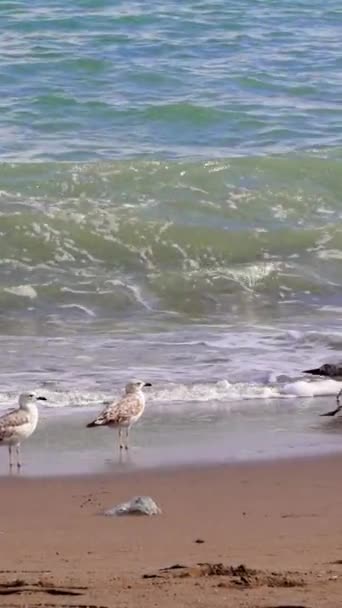 Seagulls 해변은 고요한 장면에 Seagull 해안의 Seagull 파도를 장면은 평온을 — 비디오