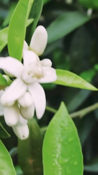 Biały Kwiat Pomarańczowym Drzewie Kołysze Symbol Płodności Każdy Biały Kwiat — Wideo stockowe