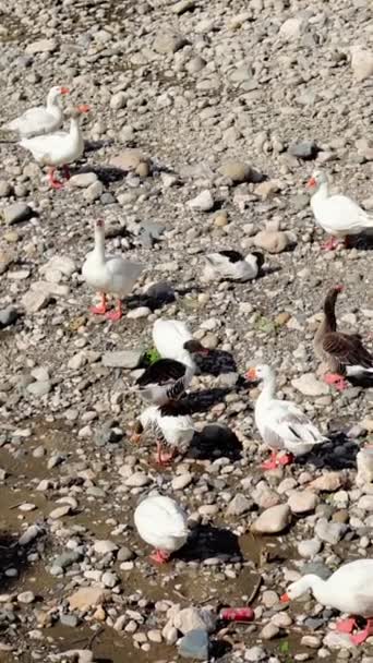 Kuvamateriaali Esittelee Hanhia Goslingeja Keväällä Ihanteellinen Ornitologisiin Tutkimuksiin Video Havainnollistaa — kuvapankkivideo