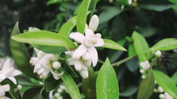 Fehér Virág Narancsfán Ringatózik Termékenységi Szimbólum Minden Fehér Virág Jólétet — Stock videók