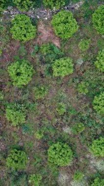 Türkiye 'de insansız hava aracı görüntüsü meyve bahçesi, tarım arazileri, dağ vadisindeki meyve bahçesi, meyve bahçesi güzelliği ve ekiminin altını çiziyor.