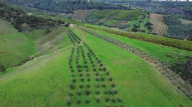 Tarlaların drone görüntüleri, dağ vadisindeki meyve bahçeleri. Çevre dostu tarım, çevre dostu tarım uygulamaları, çevre dostu tarım korumasını vurguluyor. Toprak restorasyonuna odaklan. 