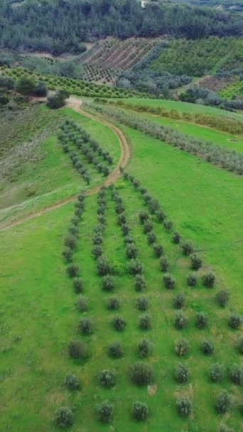Drone Images Champs Vergers Dans Vallée Montagne Souligne Une Agriculture — Video