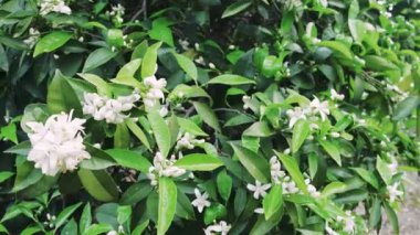 Portakal çiçeği sallanır, duyusal güzellik yakalanır. Güzel kokulu portakal çiçeği, görsel cazibe vurgulanmış. Rüzgâr portakal çiçeklerine sataşıyor, aromayı ve görüşü vurguluyor. Yüksek kalite 4k görüntü