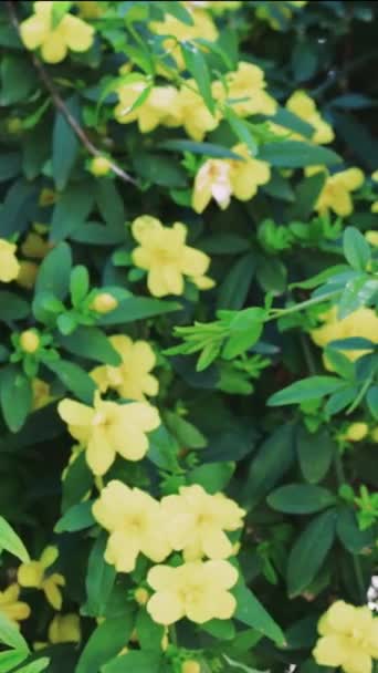 Żółte Kwiaty Drzewie Kołysać Się Wietrze Kwiat Żółty Żywy Kwiat — Wideo stockowe