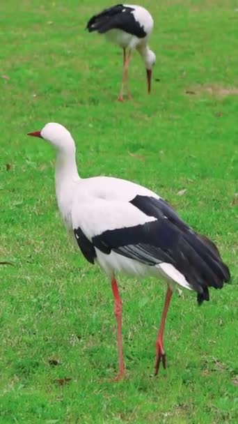 Stork Elegance Motion Walks Green Lawn Exemplifying Grace Stork Elegance — Stock Video
