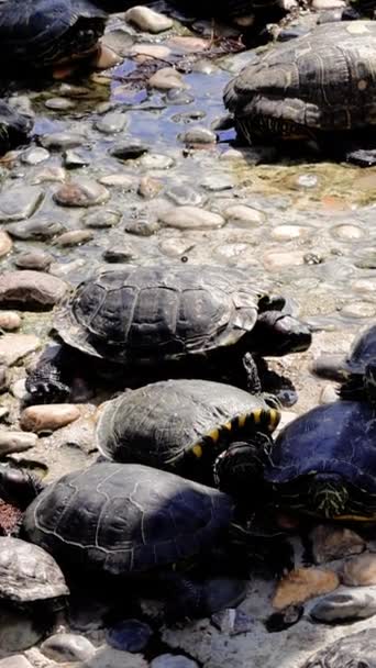 Želvy Vyhřívají Slunci Břehu Rybníka Chytají Želví Bazalku Přírodním Prostředí — Stock video