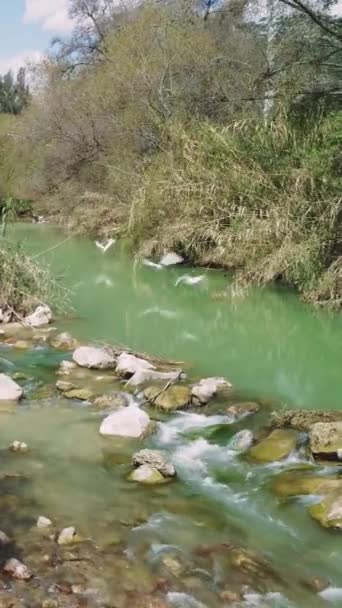 Pato Superficie Del Arroyo Montaña Destacando Pato Río Pato Hábitat — Vídeos de Stock
