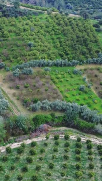 Drone Video Fields Orchards Turkey Muestra Agricultura Hace Hincapié Importancia — Vídeos de Stock