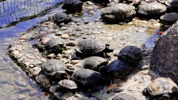 Las Tortugas Disfrutan Del Sol Orilla Del Estanque Capturando Tortugas — Vídeo de stock