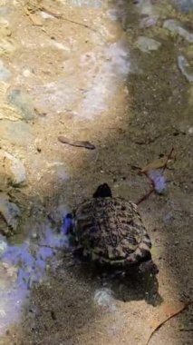 Kaplumbağa sığ sularda, temiz havuzda yüzer. Kaplumbağa, gölet ayarı alındı. Göletteki kaplumbağa, yüzme davranışı gösteriyor. Kaplumbağa, gölet yaşam alanı.