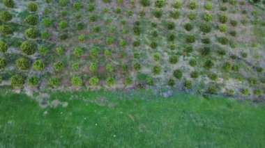 Drone dağ vadisini yakalar, dağları, meyve bahçelerini, dağları, meyve bahçelerini gösterir. Geleneksel tarım mirası Türkiye 'yi, kültürel manzarayı yansıtıyor. Yüksek kalite 4k görüntü