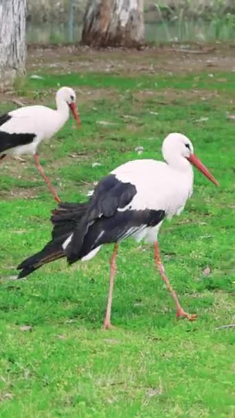 Storks Walking Meadow Serene Lawn Setting Storks Walking Meadow Habitat — Stock Video