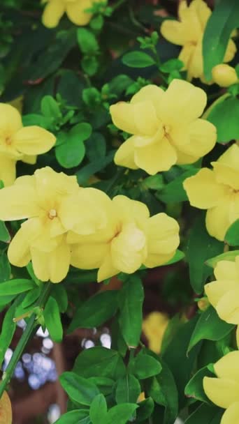 黄色い花が木に咲き 風の相互作用を起こしています 黄色い花が咲き 自然の流れが捕らえられました 風の動きに対して活発な黄色い花 高品質の4K映像 — ストック動画