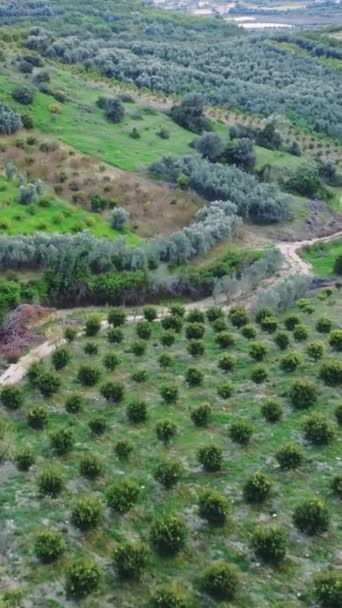 Drone Widoki Dolinę Indyków Prezentacja Rolnictwa Ekologicznego Praktyk Ekologicznych Gospodarstw — Wideo stockowe