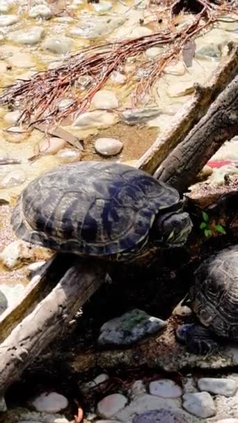 Sköldpadda Dammens Strand Gruppbad Solen Sköldpadda Vilar Naturlig Livsmiljö Flera — Stockvideo