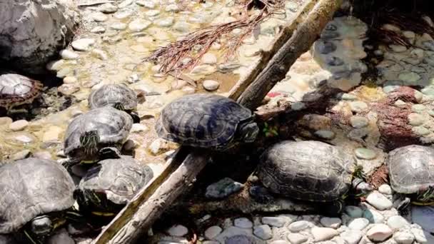 해안에 거북이 태양에 바구니 거북이는 서식지 다수의 거북이가 근처에서 일광욕을 — 비디오
