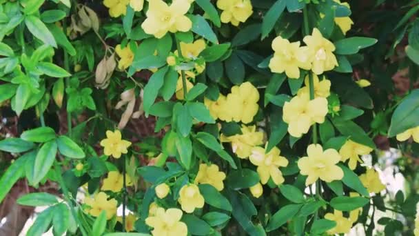 Żółte Kwiaty Kołyszą Się Wietrze Drzewie Kwiat Podkreślony Drzewo Kwitnie — Wideo stockowe