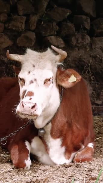 赤い牛は農場に横たわり ハエを運転する 自然環境で示されている農場 農場は平和的に描かれていました 本物の瞬間に捕獲された農場 高品質の4K映像 — ストック動画
