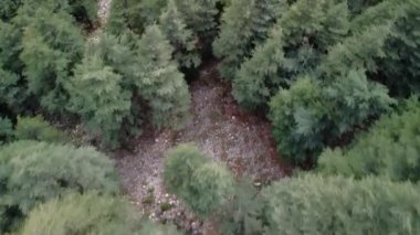 Çam ağacının hava aracı görüntüleri, dağ sırasındaki ağaç tepeleri. Video çam ağaçlarını, yeşil orman manzarasındaki ağaç tepelerini yakalıyor. Çam ağacı manzarası, ağaç tepeleri, doğal güzellikler..