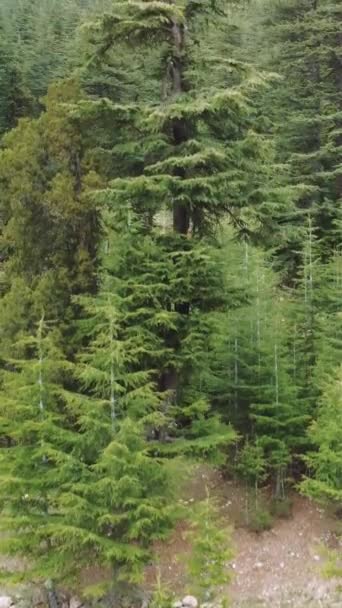 Avideo Fängt Kiefern Ein Die Dichten Wald Stehen Und Sich — Stockvideo