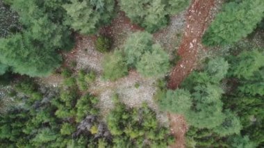 Yeşillik ormanın yukarıdan çağırdığı nefes kesici manzaraya tanık olun. Büyüleyici bir hava gösterisiyle birbirine dolanmış ağaçların yemyeşil bir duvar halısını sergiliyor..