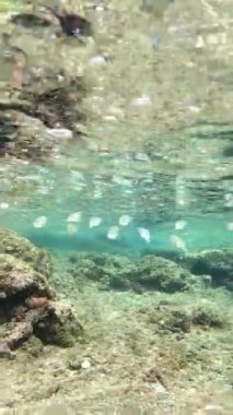 Su altında çekilen mürekkep balığı doğal yaşam alanını ve davranışlarını gösteriyor. Mürekkep balığı suda zarif bir şekilde hareket eder ve benzersiz özellikler gösterir. Su altı görüntüleri, deniz ortamında mürekkep balığı olduğunu gösteriyor..