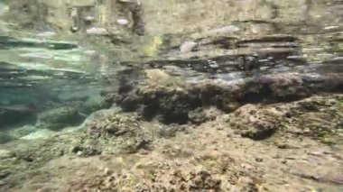 Suyun altında çekilen mürekkep balığı. Mürekkep balıkları okyanusun derinliklerinde yüzerek hareketlerini ve davranışlarını sergilerler. Bu video mürekkep balıklarının doğal ortamlarını ön plana çıkarıyor. Yüksek kalite 4k görüntü